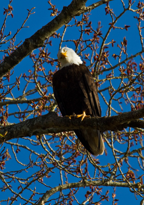 Bald Eagle